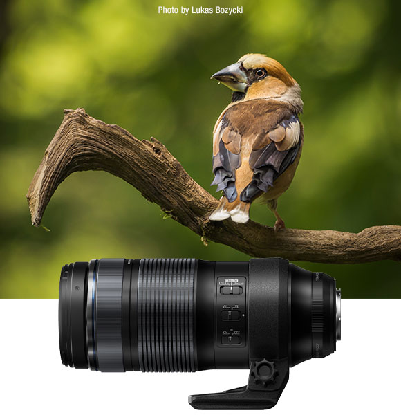 Bird and 100-400mm lens