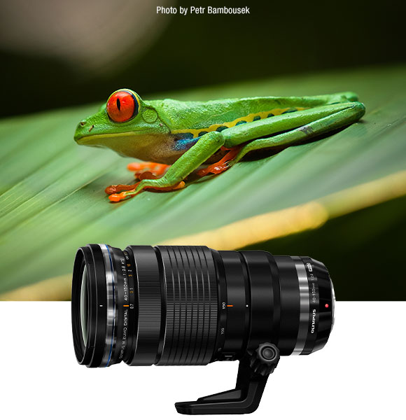 Frog and 40-150mm F2.8 Lens