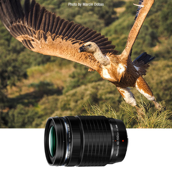 Bird and 40-150mm F4 Lens