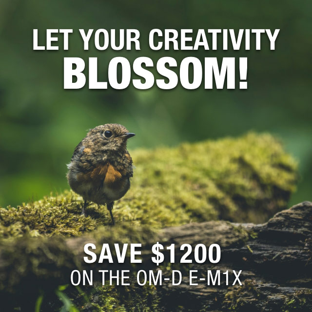 Let Your Creativity Blossom