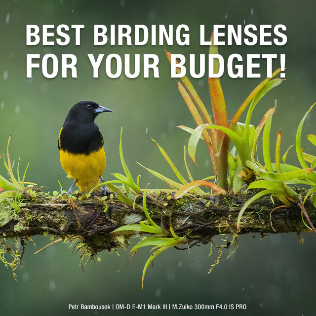Best Birding Lenses for Your Budget