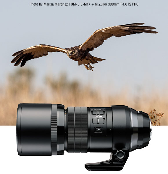300mm and Bird