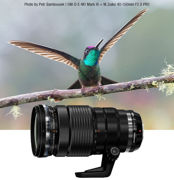 40-150mm F2.8 PRO and Bird Photo