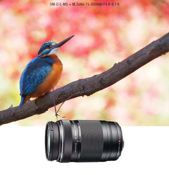 75-300mm and Bird Photo