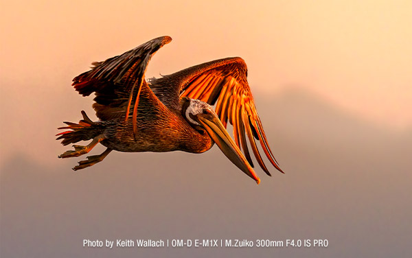 Bird Photos