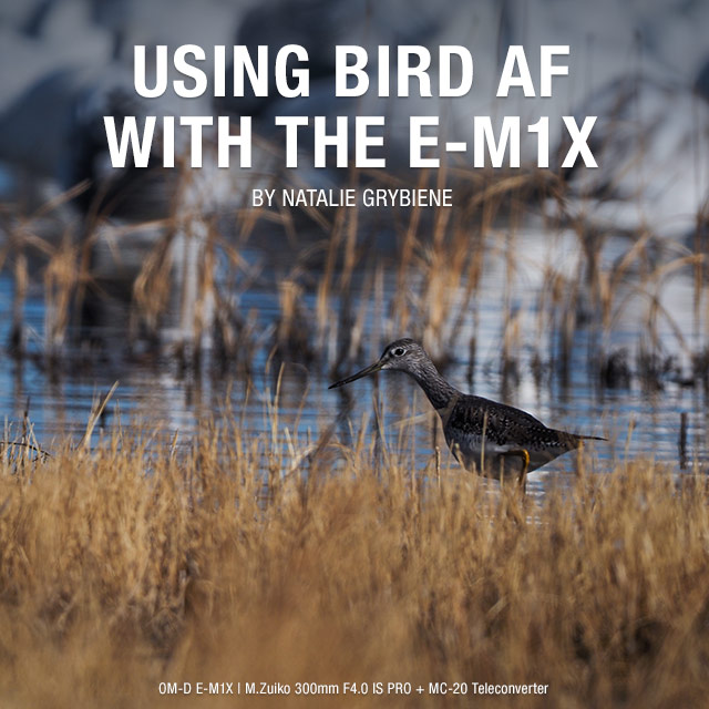 Using Bird AF with the E-M1X