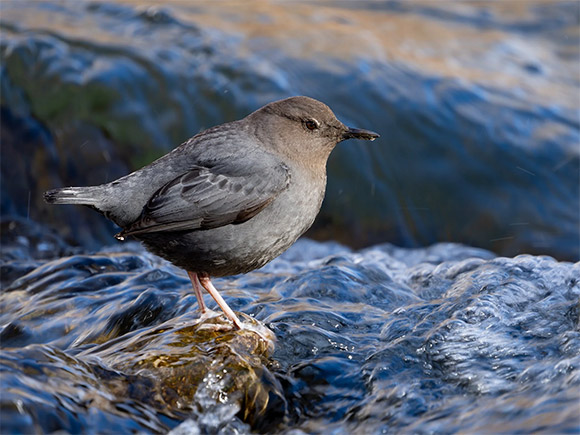 E-M5 Mark III Bird Photo