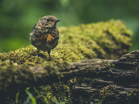 E-M1X Bird Photo