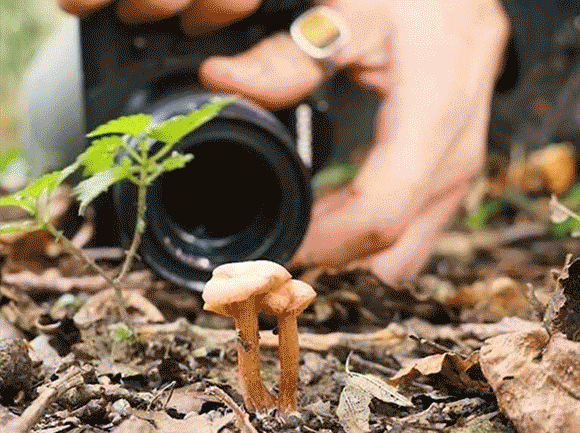 OM-D Genres
